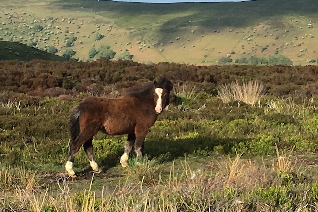 Roam the Black Mountains plateau above the boutique retreat see mountain ponies