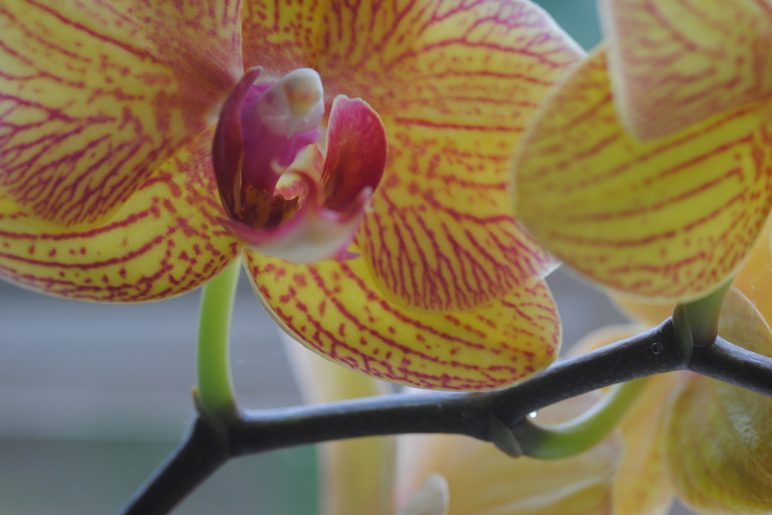 Red and yellow orchid flower at Being At The Cottage boutique business retreat